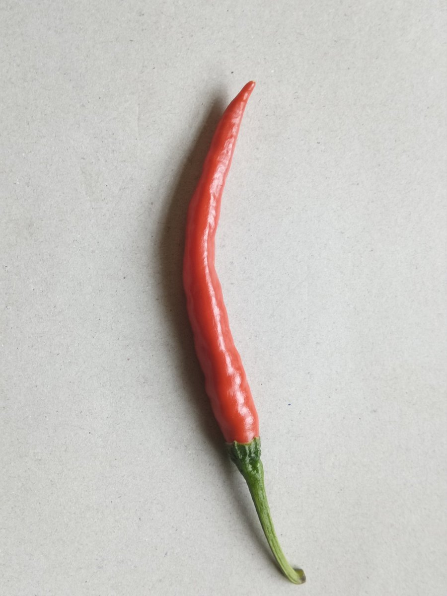 gbudhathoki's tweet photo. रातो राम्रो, तर गुलियो मीठो हैन अति पिरो
(१००% अर्ग्यानिक)
#RedHotChilli https://t.co/yrYIQcWewx