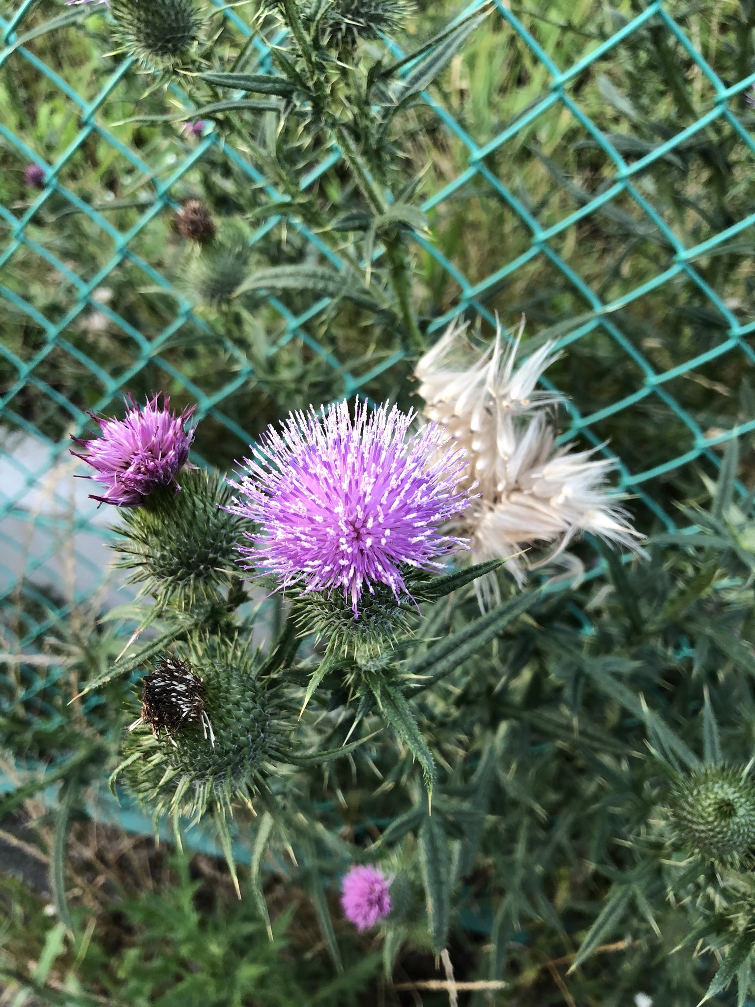 تويتر 蜜柑頭 على تويتر 昨日撮ったアザミの花見て ところでアザミの花言葉の復讐のギリシャ神話尊いから調べてみて T Co Nwj8yxvufm