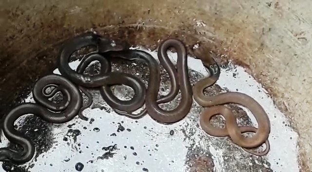 Odisha_Express's tweet photo. 10 #Cobras were rescued from a house in Kantabania Sahi near Jainagar area in Dhamnagar of #Bhadrak district today. 

The snakes were reportedly spotted in the house of one Gouranga Jena, whose son rescued the #reptiles this morning. https://t.co/BtUQferPbn
