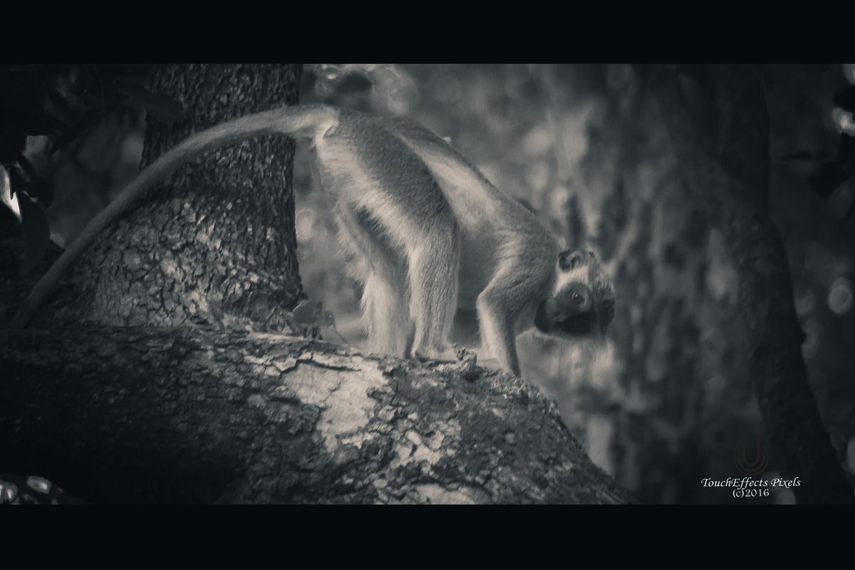 TouchEffectsTrv's tweet photo. We all hate Mondays likewise the Monkey at Mole National Park telling us with its amusing pose.
#TravelGhana
#TouchEffects
#MolePark
#ThePurposeOfTheJourney https://t.co/UoJlOi9hz2