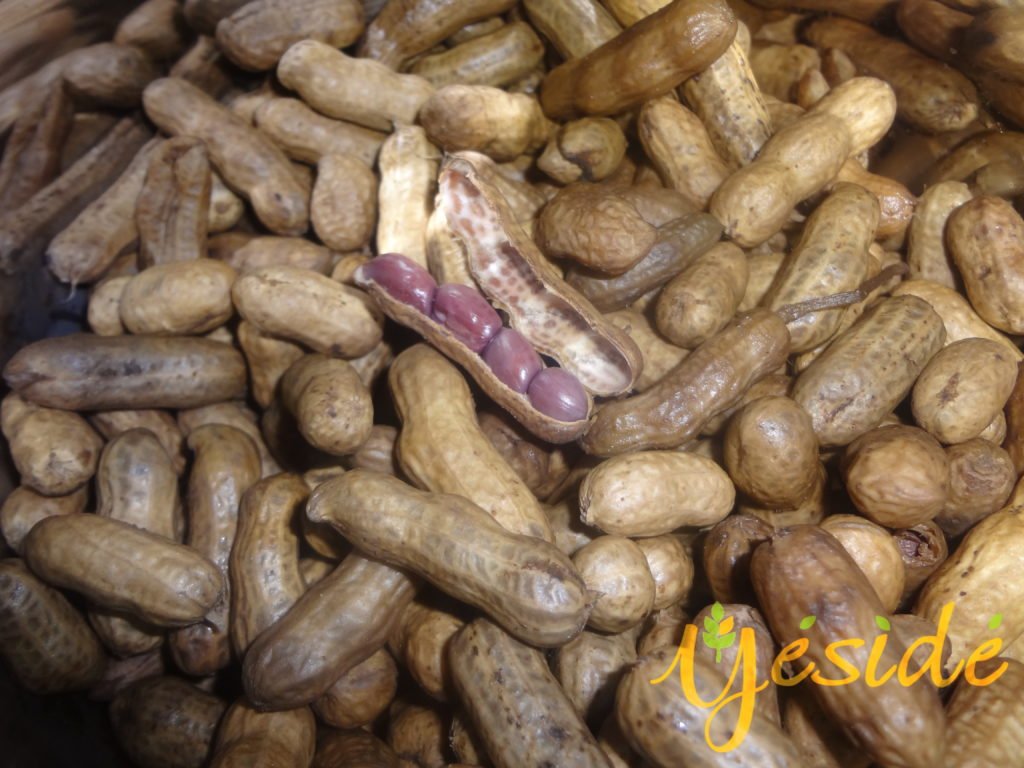 behealthyafrica's tweet photo. (What Is The Best Way To Eat Your Groundnuts?) from https://t.co/MGEcRbEGFc, Now https://t.co/eOyhq1Z9m9 - https://t.co/5Lzf5hNvWA https://t.co/xQ0yU7zhco
