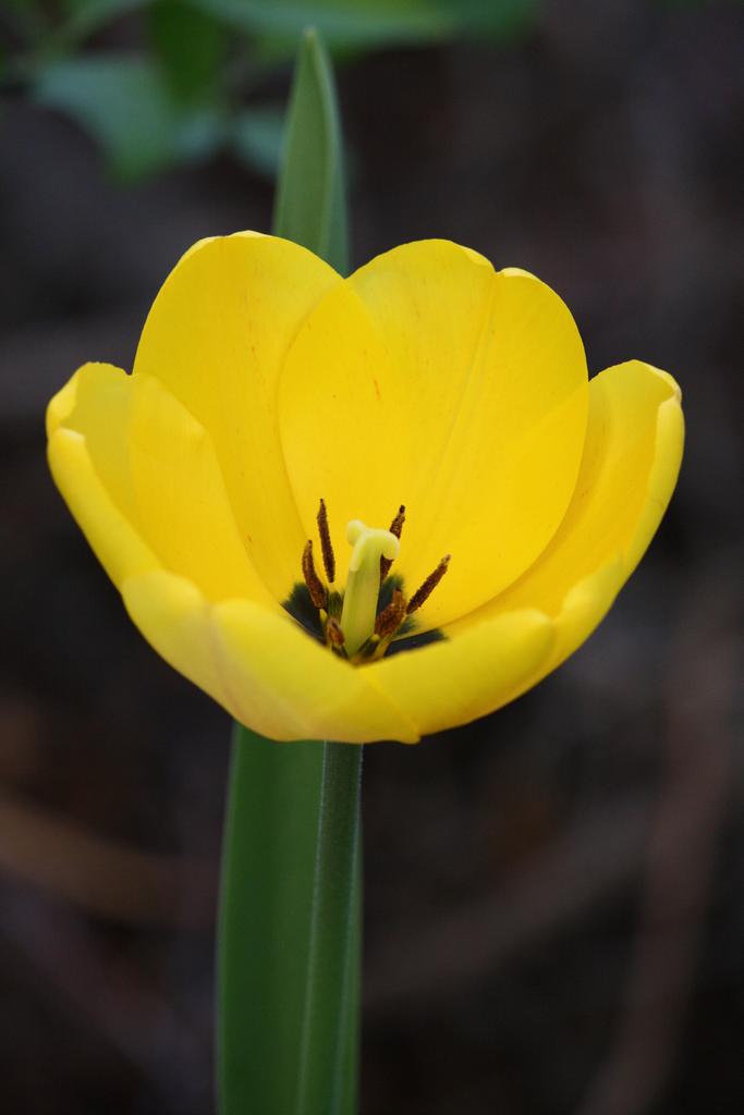 1MillionTulips's tweet photo. One Million Tulips. The Colour of Monday - Yellow #Tulips #Photography #Google #OneMillionTulips #YellowTulips #NaturePhotography #Floral #WorldOfFlowers #WorldOfFriendship #Ottawa #TulipFestival #TravelCanada https://t.co/btXK9dUbwM