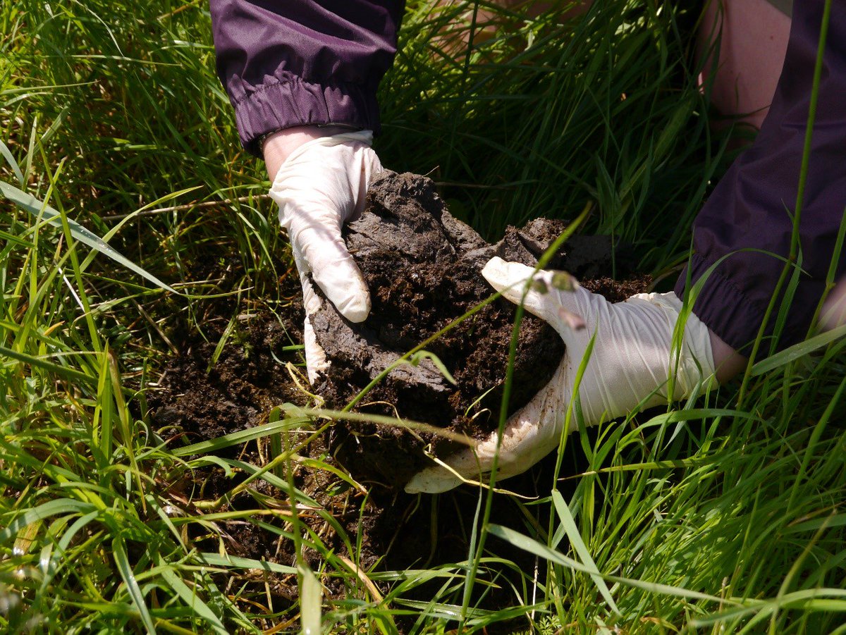 wildlifebcn's tweet photo. Day twenty-five of #30DaysWild - dung diving with Nancy! Holey cowpats and amazing beetles. What are you waiting for?! https://t.co/txUVf3Rbz8 #wildlifetrusts #dungbeetles #cowpats #lovewildlife #actsofwildness #gowild https://t.co/WxTm5TvJDE