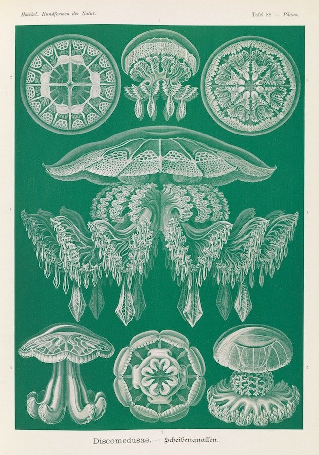DeanAuthor's tweet photo. The beauty of Medusa - stunning jellyfish #illustration of Ernst Haeckel &amp; how they saved his life @publicdomainrev - https://t.co/GNpBYjCSAI 
TY @pottybirds https://t.co/w2a7sbPUeg