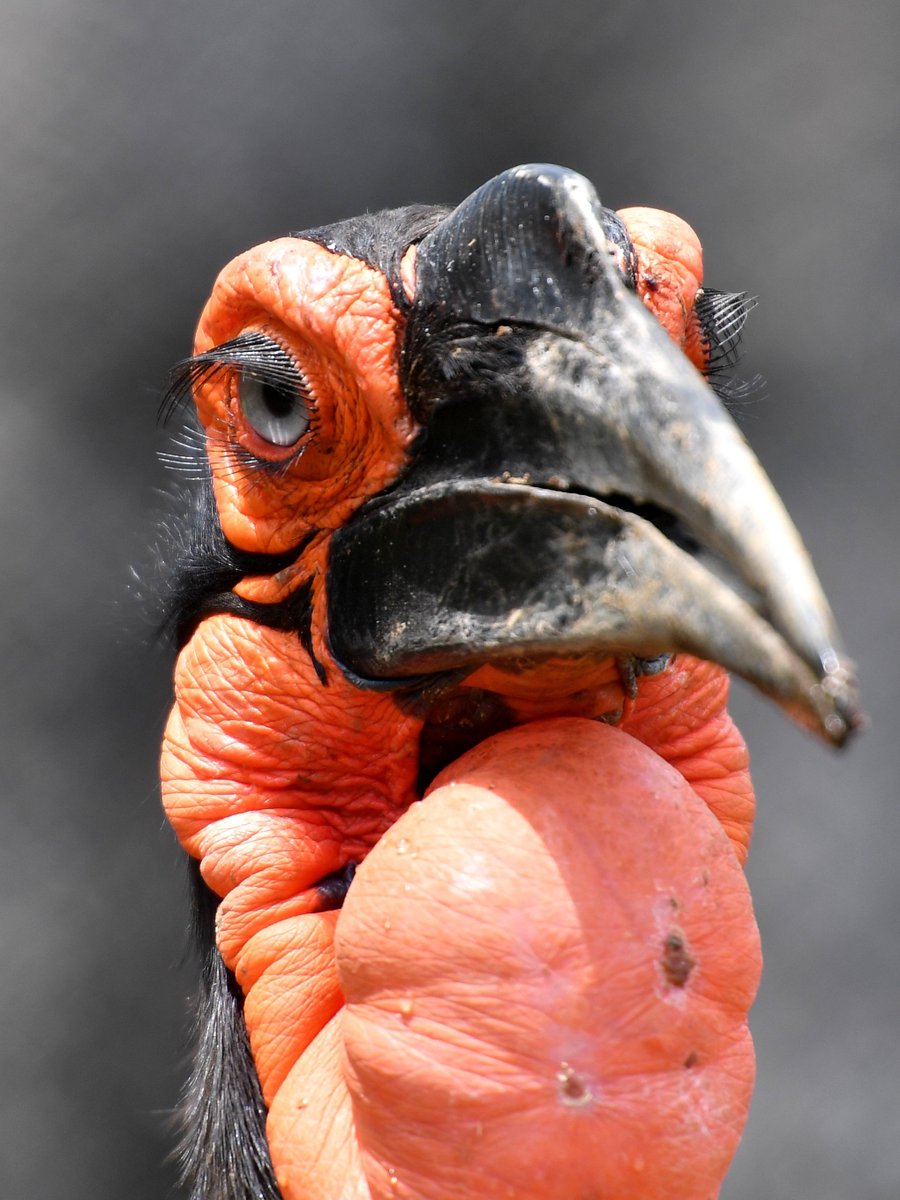 Koichi Murata Na Twitteru 長 い睫毛 まつげ 鳥だから毛じゃなく羽です 剛毛羽の一種 ミナミジサイチョウ ズーラシア Groundhornbill Zoorasia