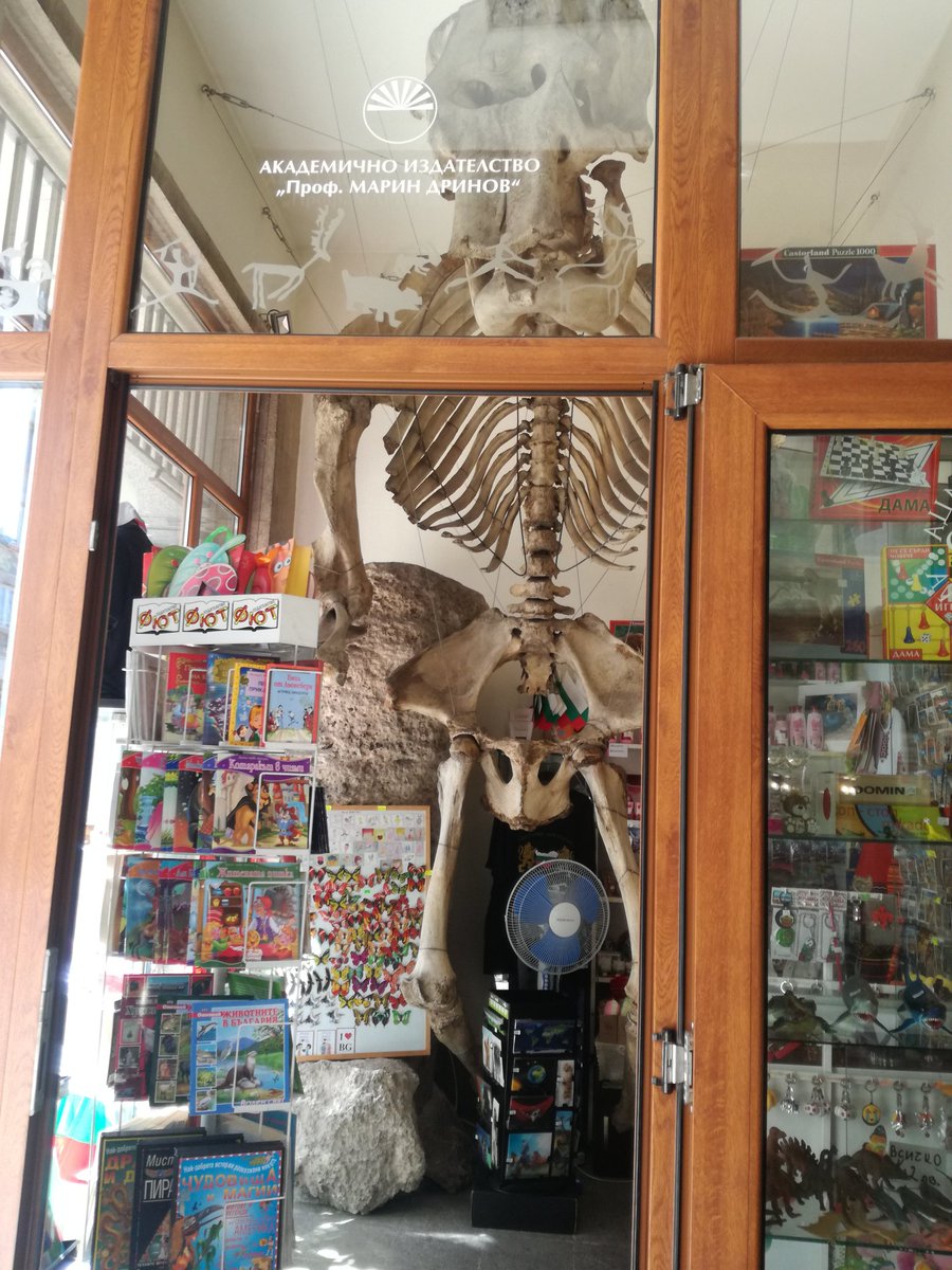 paleo_GG's tweet photo. Are you ever been in #Sofia? You can find a #ciclope! My first day of comparison among differest species of bovidae begins today, with this BIG guy! #Steggio, @gofundme https://t.co/WzNlAaMSoi