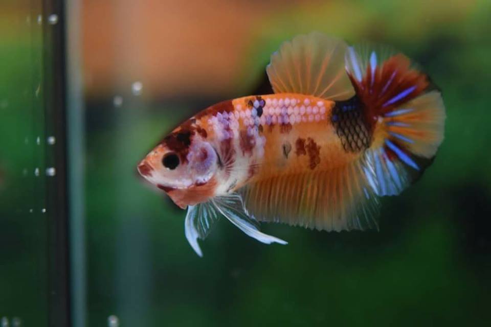 Phakhin_Betta's tweet image. Nemo orange base l A class #betta #bettafarm #fishpet 
Visit high class betta at site facebook.com/Phakhin.siames…