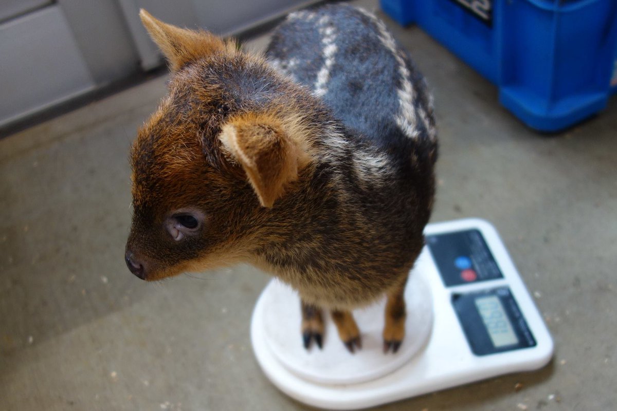 世界で一番小さい鹿プーズーの赤ちゃん 体重測定しました もう このはかりからは卒業です ツイナビ