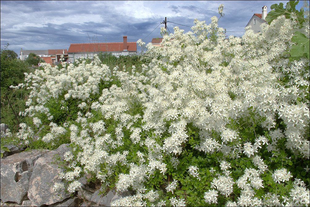 JardineriaOn's tweet photo. Muermera (Clematis flammula) - https://t.co/EzHiNUxjhg #jardinería #trepadoras #clematisflammula #clematide https://t.co/MIA7CXWEkj
