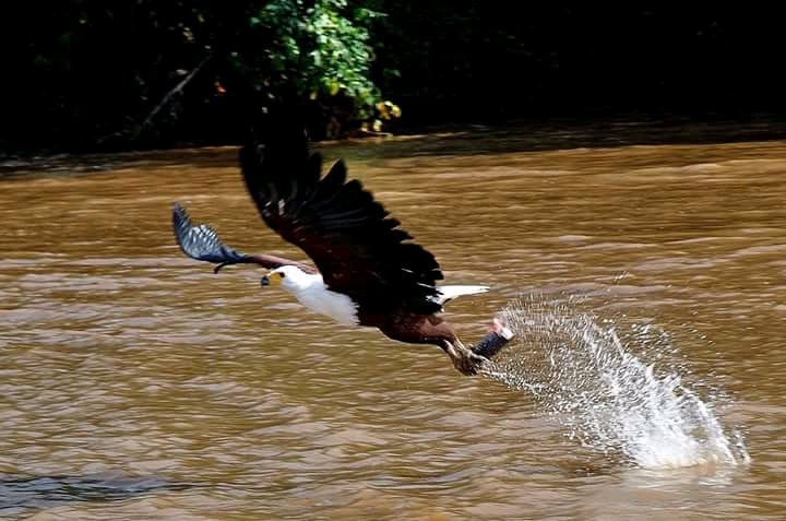 EAluxurytravel's tweet photo. #ThisIsKenya #thisiswhyilivehere #livingThemagic #254tunaplusKibao Blessed week all @MagicalKenya @kwskenya @Features_Africa @NajivuniaUkenya @TravelChatKenya @kot @RunWild_Kenya @KCBGroup @goplacesdigital @CharlieBeau @TravelNewsPR @dottourism @WTM_London @womenandtrade1 https://t.co/vacD5bRtyf