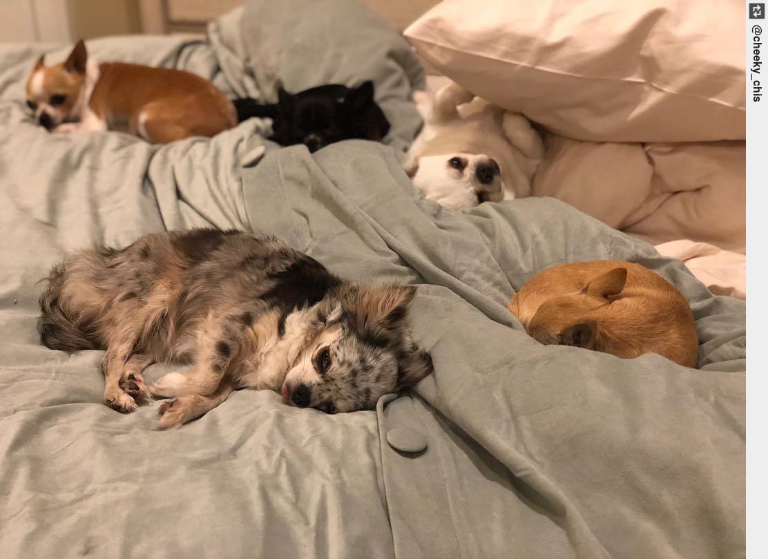 IngloriousDogs's tweet image. What do you mean scootch over? There is plenty of room for you.. sheesh! . . #GoodNight #SweetDreams #SomewhereElse #puppy #puppies