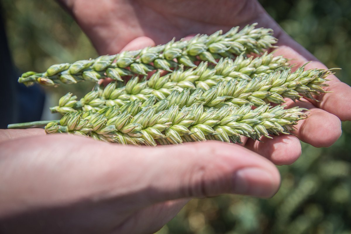 AgroconsultPol's tweet photo. Pszenica ozima - 120kg N, 70l H20, ŚOR -50% :) https://t.co/ivOYmFDIV2