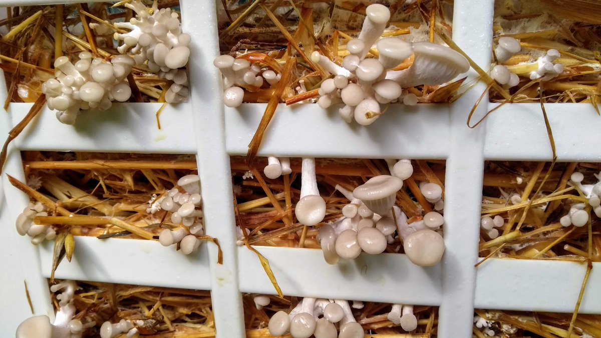 Wirral Mushrooms tweet media