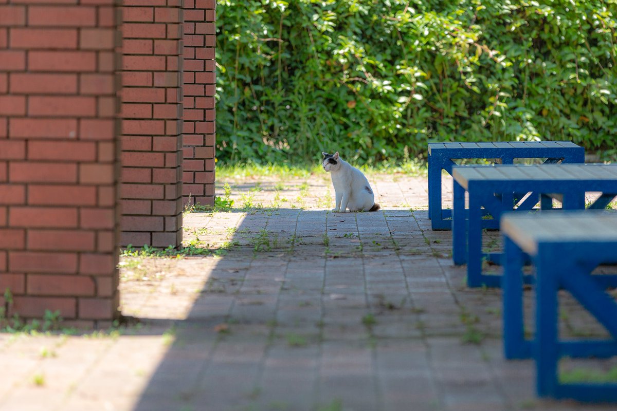 jun_photolife's tweet photo. 暑いですね。。。
ねこさんも暑かったようです。。。
今日は飛行機が飛んでいました。。。
いっぱい写真が撮れて楽しかったです。。。

小学生の日記みたいでごめんなさい

#photography https://t.co/NiLoTunxFq