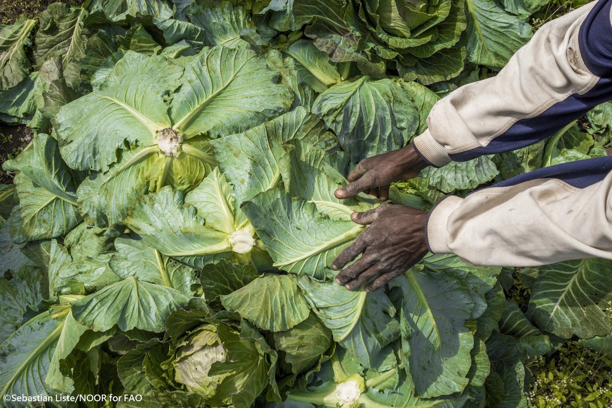 FAOclimate's tweet photo. How to feed the world without degrading land and water resources, eroding biodiversity and contributing to #climatechange is among the greatest challenges of our times. @FAO and @theGEF working together to transform food systems https://t.co/4805TxivYd #ZeroHunger #GEFAssembly https://t.co/9NvFSNXqFt