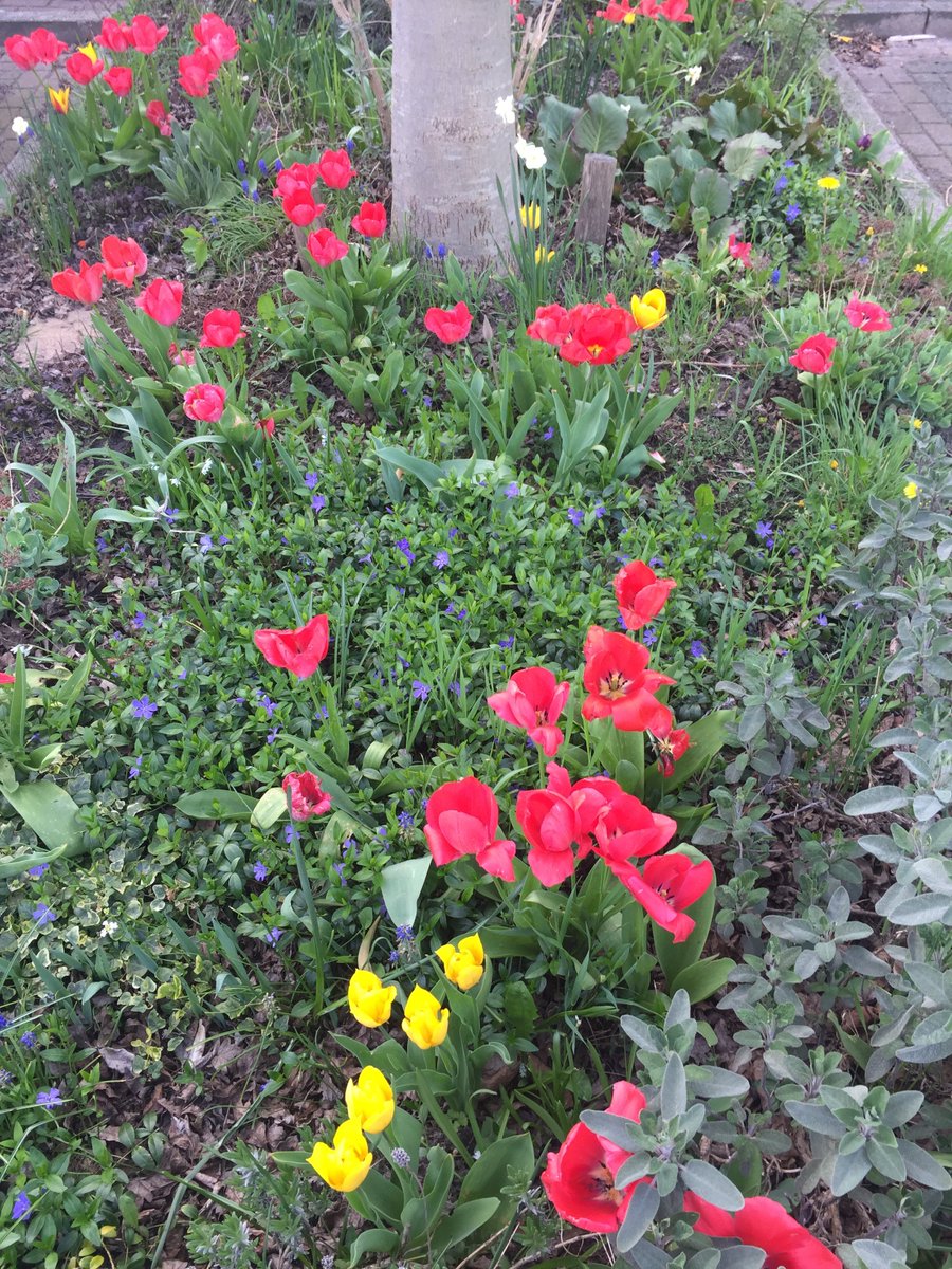 Tegels of tulpen? Bewonersgroep (&amp;wij zijn Lent) daagt wijkgenoten uit duurzaam te denken en doen. Lees: spectrumelan.nl/publicaties/ma… <a href="/GreenCapital18/">Nijmegen European Green Capital 2018</a> <a href="/GreenChNijmegen/">GreenChallenges</a>