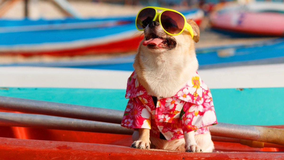 ndpharmacy's tweet image. Most of us welcome hot weather, but when it's too hot for too long there are health risks! ☀️☀️☀️Make sure the hot weather doesn't harm you or anyone you know. Check out these ten tips to stay cool and safe in a heatwave 👉goo.gl/pV3PgB 
#heatwave #heatwavetips