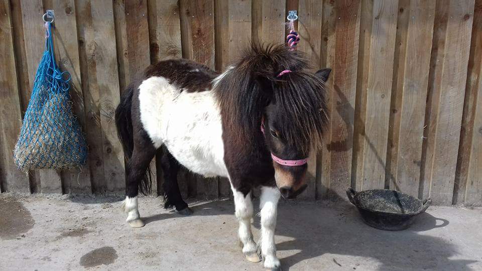 As a baby...and today. Tonto is 3 now. He was such a cute little baby and now grown into a beautiful boy. ❤️❤️