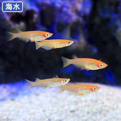チャーム公式 遂にメダカが海水デビュー 淡水性のメダカの成体を海水に徐々に慣れさせ順応 適応させたメダカになります 汽水 海水性のビオトープや上見の水槽などでの飼育がおすすめです T Co K5c6rwg9rl チャームのおすすめ商品 チャーム公式 遂にメダカが海水デビュー 淡水性のメダカの成体を海水に徐々に慣れさせ順応 適応させたメダカになります 汽水 海水性のビオトープや上見の水槽などでの飼育がおすすめです T Co K5c6rwg9rl チャームのおすすめ商品