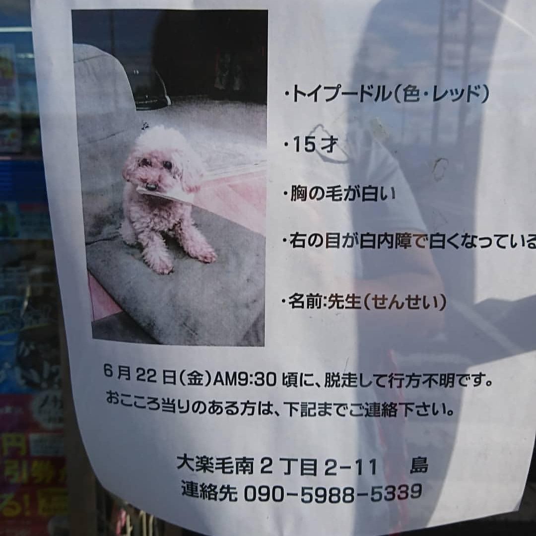 √99以上 釧路 迷い 犬 865237