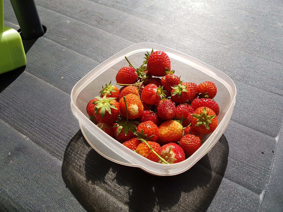 stephendukelow's tweet image. Strawberries are doing very well in this weather! #nodig #strawberry