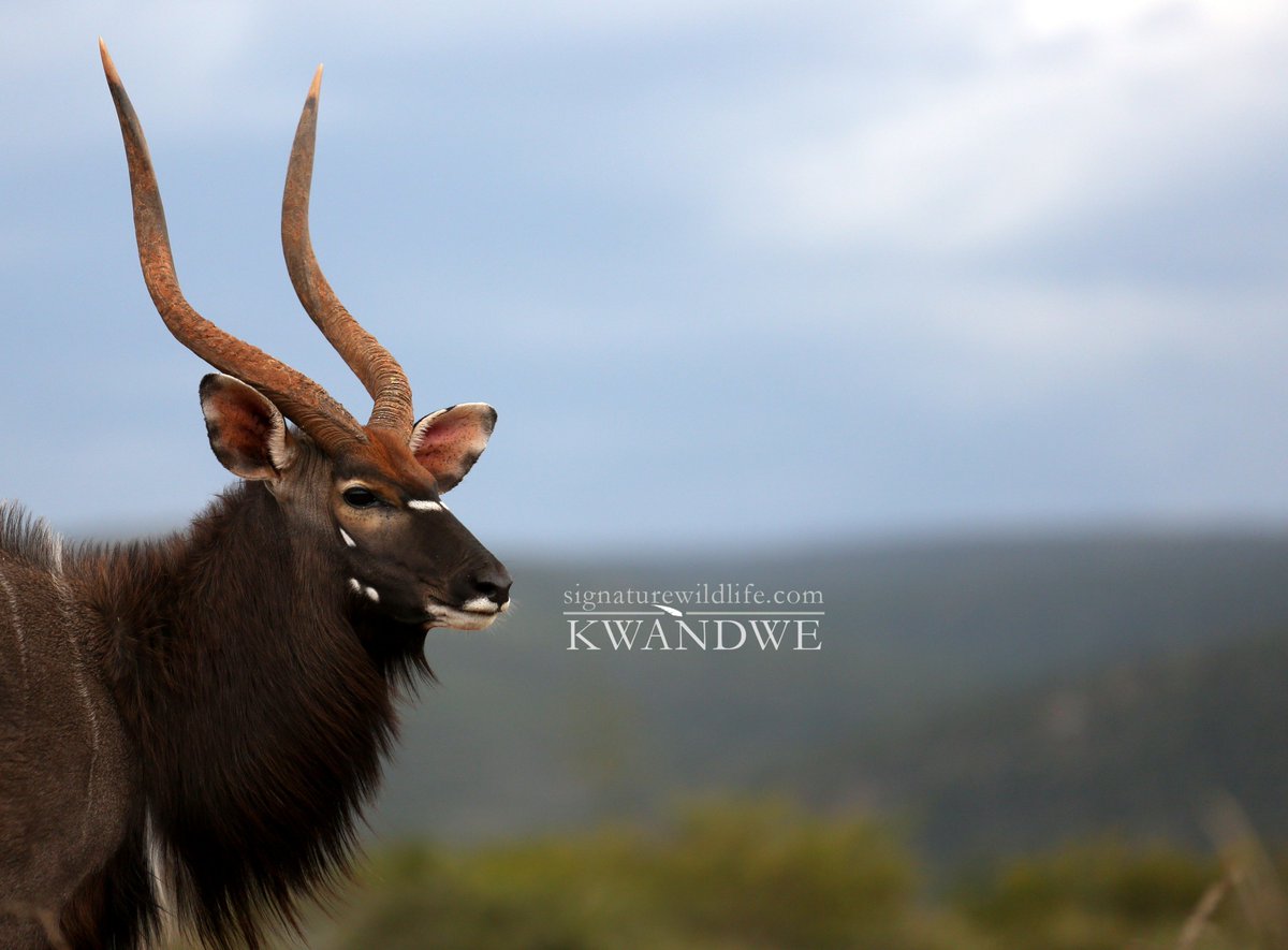 SignatureWild's tweet image. Ghio #nyalabull #nyala #kwandwe #kwandwebreeding #signaturewildlife @SignatureWild @SigWildlife