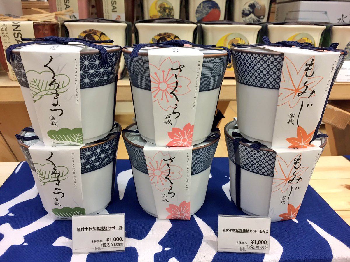 京都ロフト 手軽に育てられるミニ盆栽 種類豊富に地下1階にて販売中 さくらやもみじ をはじめ おなじみの薬味とうがらし しそなど育てられるキットも 目にも涼しい印象の緑 和を感じるミニ盆栽を ぜひ楽しみながら育ててみませんか 染付小紋