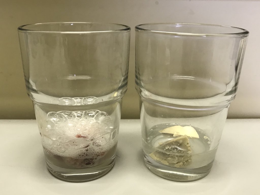 早川昌志 ミクロ ライフpj 酵素の実験 左には 生のレバー 右には ゆでたレバー オキシドール 過酸化水素水 を加えると 生のレバー側では過酸化水素が分解されて酸素が発生するが ゆでたレバー側では発生しない レバーに多く含まれる