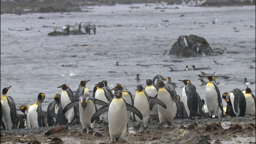 世界遺産 世界遺産の島 オーストラリアの マッコーリー島 島には子育てをするペンギンがやってきます その数140万羽 7月1日は 世界遺産の島々をめぐります