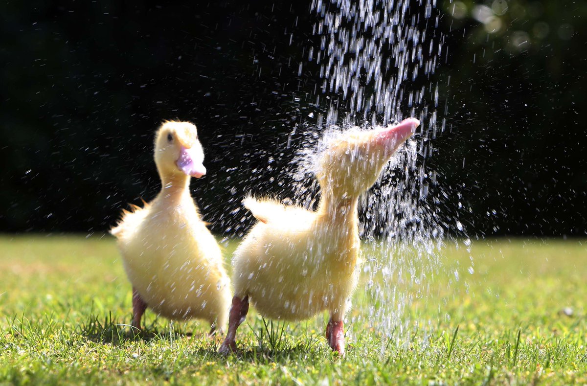Pennywell Farm tweet media