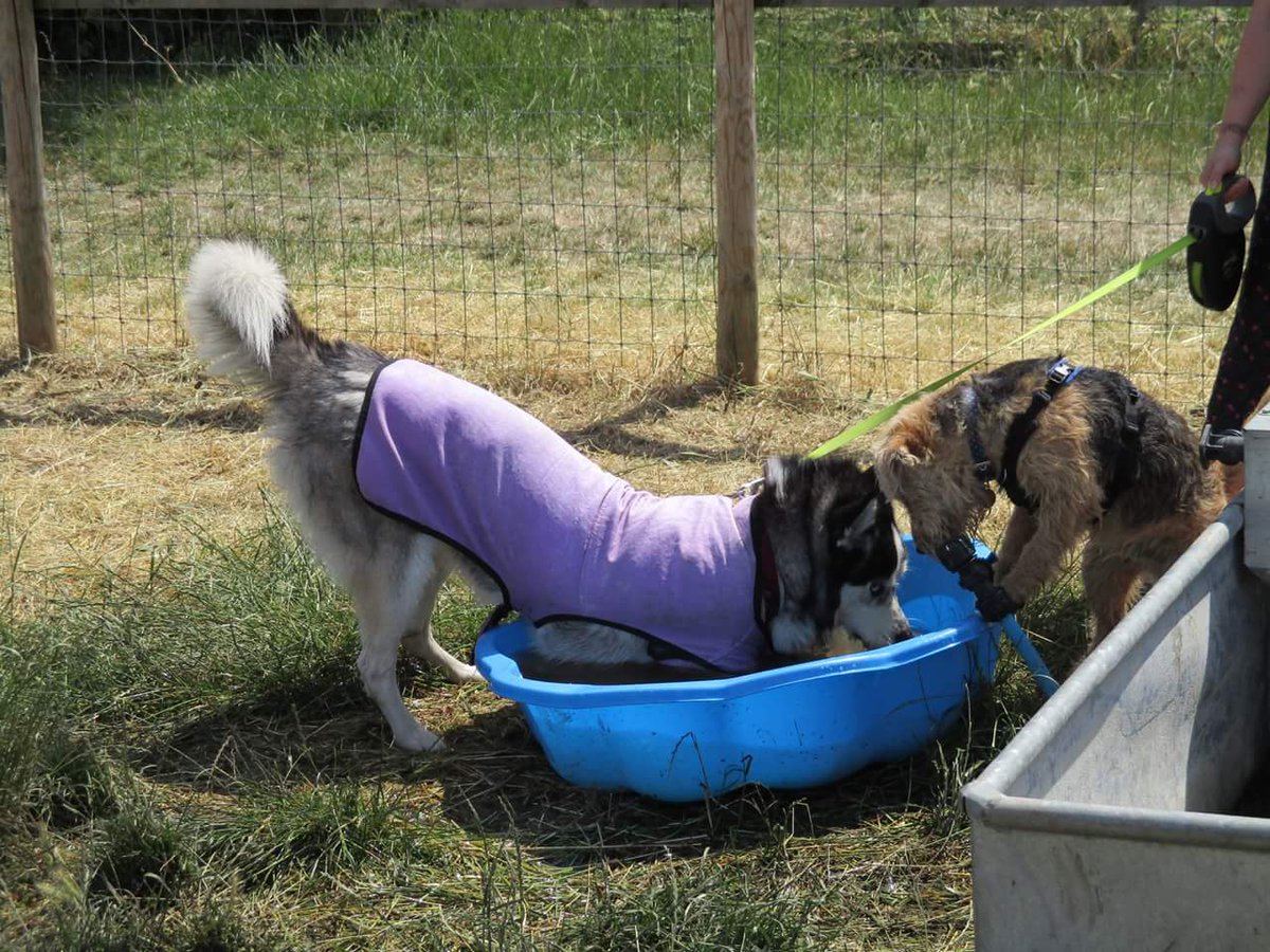 heelsinlondon's tweet photo. Had a brilliant time yesterday at @mudchute annual fun dog show! Well done to all of the winners and those who took part 🐶🌞 #dogsoftwitter #dogsoflondon #MansBestFriend #funinthesun #isleofdogs #London #E14 #CanaryWharf #farm #furryfriends https://t.co/Zn5E6KYqk8