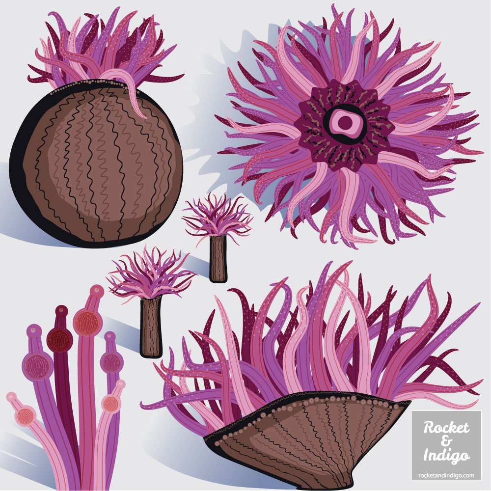 rocketandindigo's tweet photo. Sea anemone illustration for Lilla's GTS prep. This mini assignment is focusing on organic shapes and shading. Thought I'd try out a chocolate and magenta colour palette. #GlobalTalentSearch2018 #GTSprep https://t.co/SC1bL5ro3C
