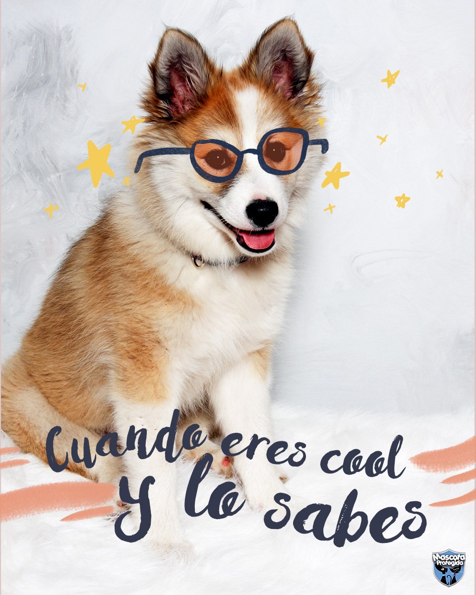 Mascota Protegida tweet media