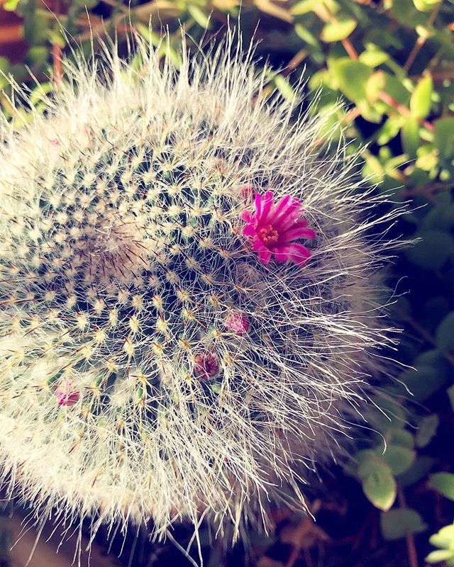 vickipilcher's tweet photo. How exciting to find #blooms on my little #cactus! 💗🌵🌸💚
.
.
.
.
.
#thesill @thesill #iphoneographysa #pink #spikes #succulentcity #succulent #succulentlover #greenfingers #indoorhouseplants #indoorplants ~ #iPhone7Plus https://t.co/51bZoKQqJ8 https://t.co/H3nCXOwaVf