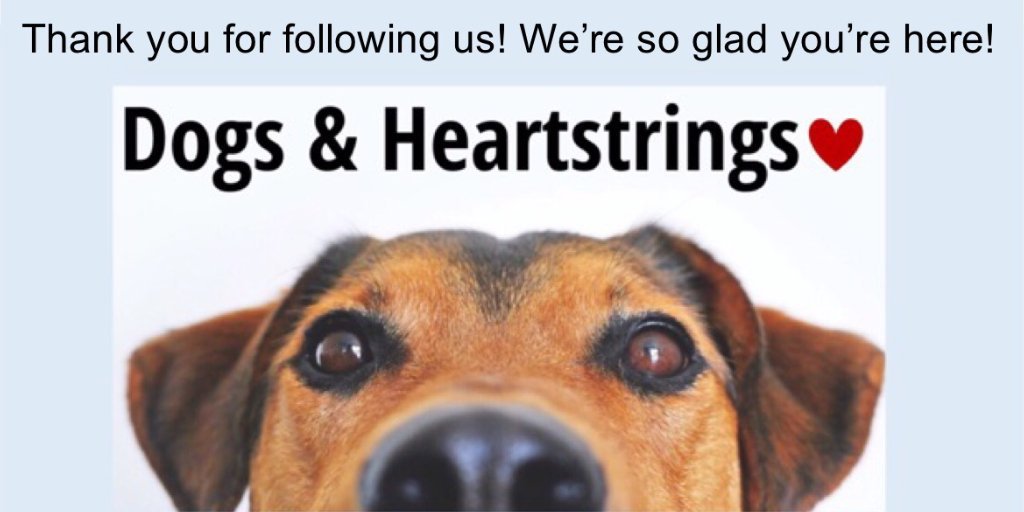 Dogheartstrings's tweet photo. #Thankful 

#dogsoftwitter #dogs #dogsarelove #happiness #friends #petlovers #AdoptDontShop #trending https://t.co/GWW15HeQ18