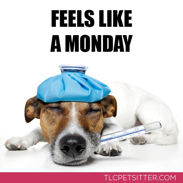 TLCpetsitter's tweet photo. It's a Monday; Feel Better Soon π
#tlcpetsitter #dogsofsummer #monday #petsofaz #dogmom #callinsick #dogsofaz #petcare #arizona #arizonadogs #petparents #feelbetter https://t.co/doQgr44ZPC