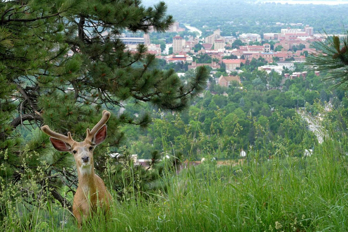 CUBoulder's tweet photo. If you're spending much of your time in Boulder this summer, here are some ideas to help you have a great time enjoying what campus and the surrounding community have to offer. https://t.co/au5kzQqeZq https://t.co/EVRbNmPQ7s