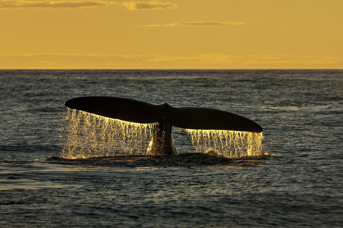 Brian_Skerry's tweet photo. Excited to announce that 10 of my favorite photographs are now available as limited edition, fine art prints through the Focus Gallery  @cindy_vallino 
https://t.co/YeQwMJ3Fie https://t.co/JFD6clZGUP