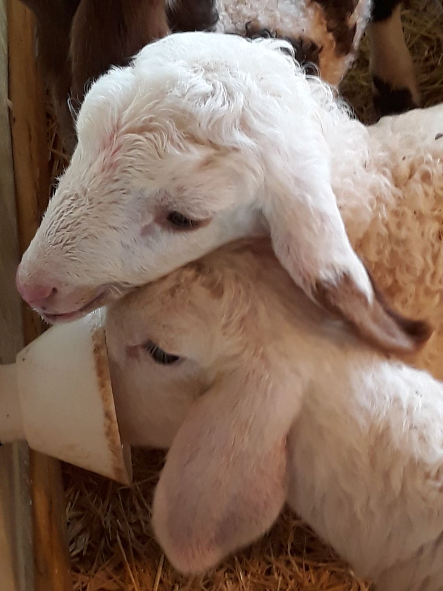 BetaliaES's tweet photo. #Betafos60 ➡ Menos problemas gástricos y mejor adaptación al destete💚 @GranjaAGM https://t.co/HNC6R5WDFz 
#Corderitos #BetaliaFeed #Betalia #AlimentaciónAnimal https://t.co/e7lpcXmWbL
