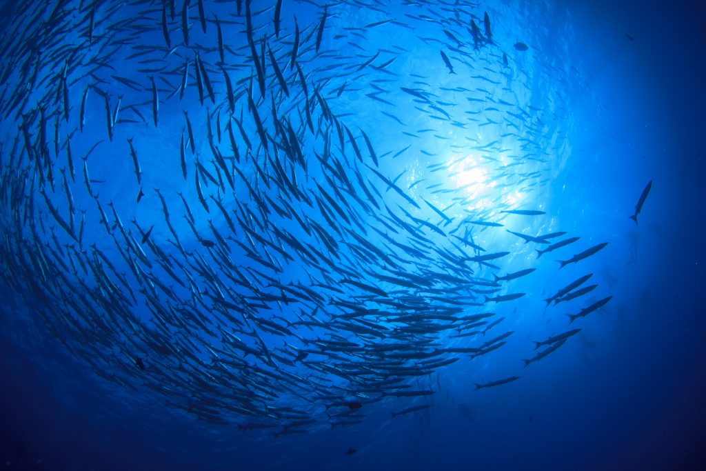 StandMighty's tweet photo. We want to #KeepOceansFishy. Tell @YamahaMotorUSA to #OpposeHR200 so future generations will be able to enjoy healthy oceans and continue a tradition of sustainable fishing in this country. #KeepMagnusonStrong https://t.co/ZkR9ddi9Vm