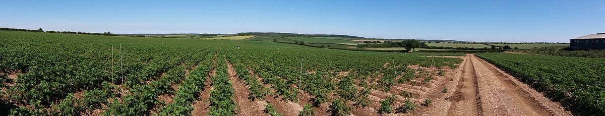 NFUHollandLincs's tweet photo. With the #NFU East Mids Hort &amp; Potatoes Board today at Alex Godfrey's @Potatoes_North SPot Farm. 👍🌞 https://t.co/qWoyyTWsa3