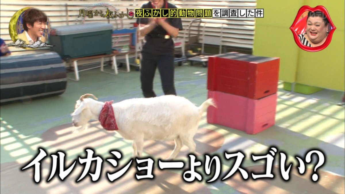 イルカショーの練習をヤギで練習する学校が むしろヤギの芸がすごい 月曜から夜ふかし Togetter イルカショーの練習をヤギで練習する学校が むしろヤギの芸がすごい 月曜から夜ふかし Togetter