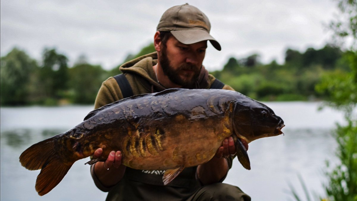 MainlineBaits's tweet photo. Steven Hodds baited a margin spot with Essential Cell boilies and managed to catch this stunningly dark mirror! #MainlineBaits https://t.co/x3BQwKaANb