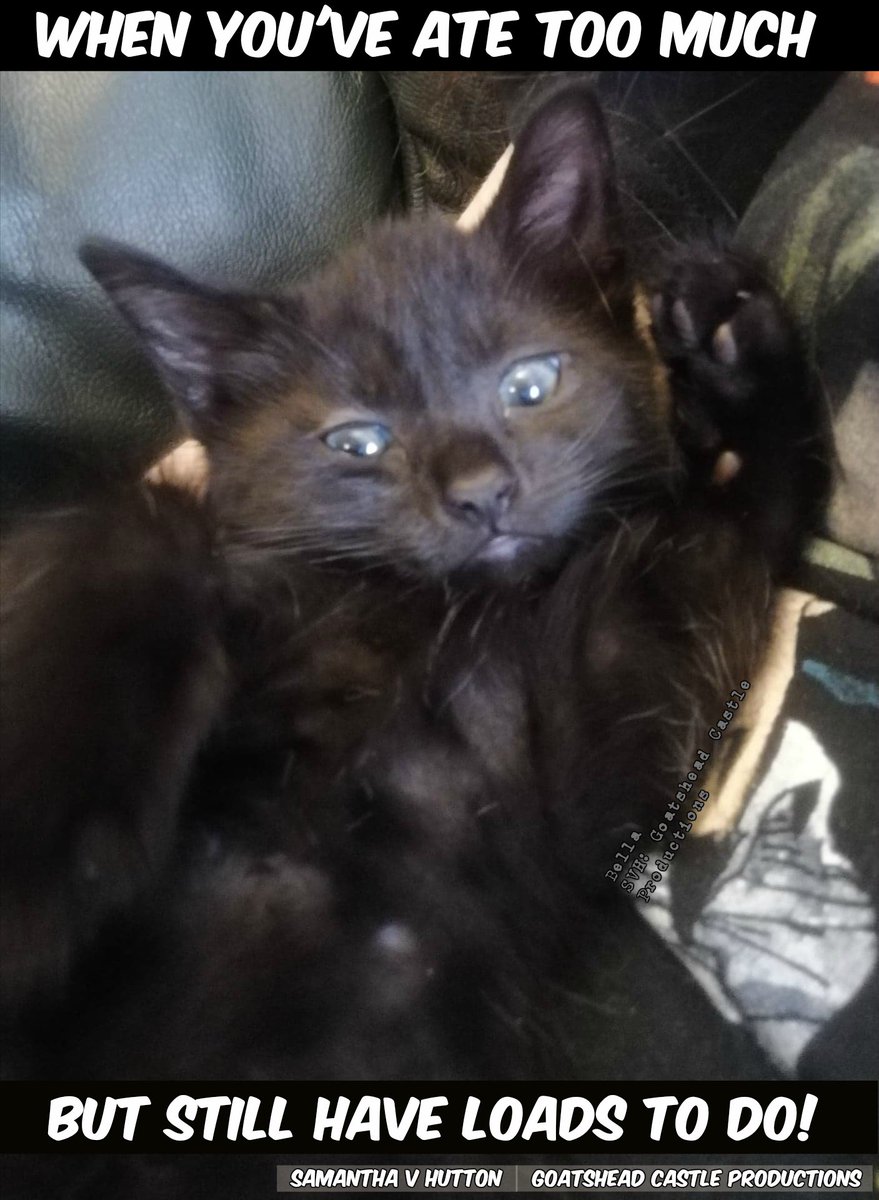 SamanthaVHutton's tweet photo. #Bella our newest member at #Goatshead #Castle does prove a good point... Bless her, what a little #cutie she is!
#CuteKittens #FunnyCats #WitchyJokes #Familiar #BlackCat #BlackKitten #EatingTooMuch #FunnyFace #EatingTooMuchUnabletoMove #FoodBaby #FoodComa
#ActorsLife https://t.co/oaTUSqsGmk