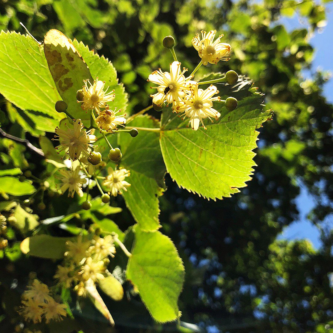 gatheratdusk's tweet photo. You can use these fragrant linden flowers to de-stress in a cuppa or in the bath if you’re a hot cross baby who can’t get to sleep! #gentleherbs #sootheyourself #takecare #drinkplants https://t.co/zJYvF1yzKy