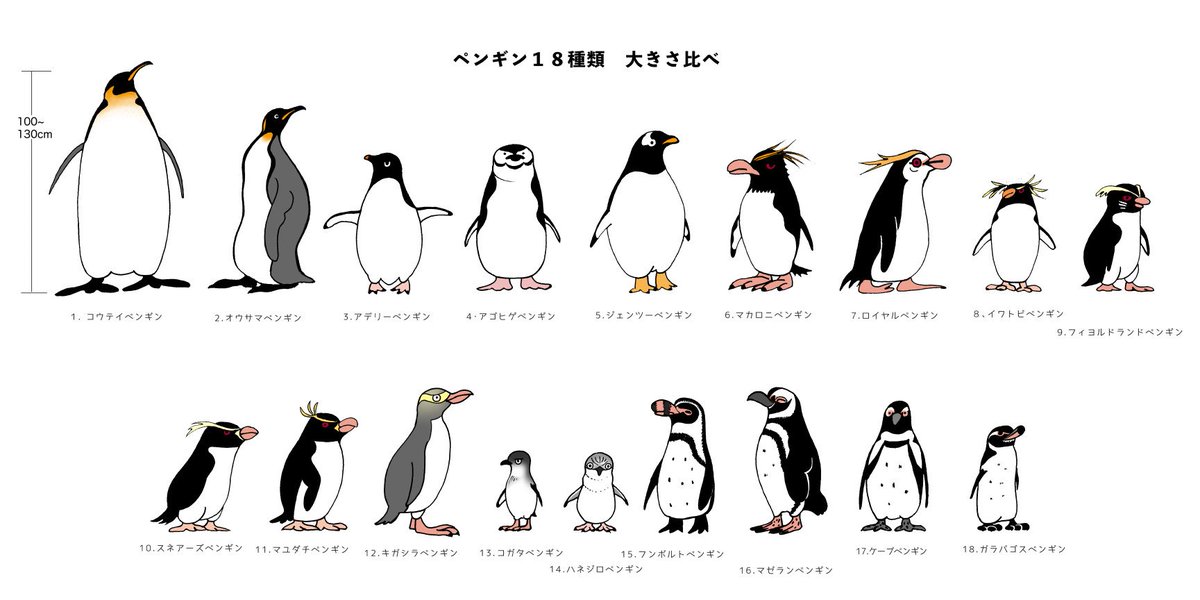 ナカジマナオミ おやすみなさい 良い夢を ペンギン18種類 Penguin ペンギンイラスト 動物イラスト