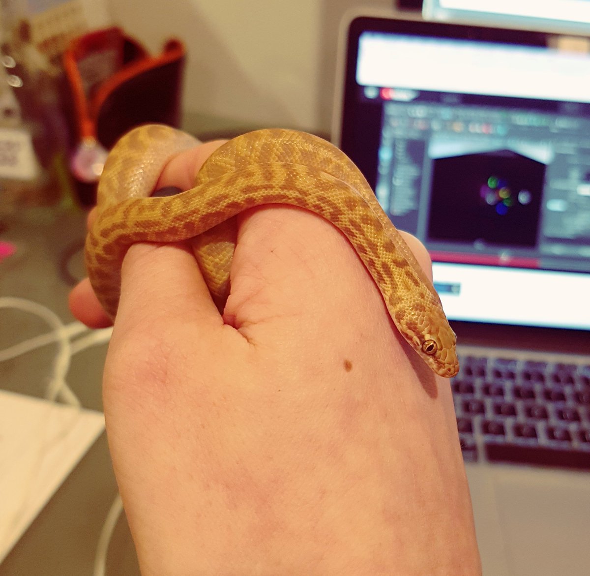 LeotideLH's tweet photo. Little Waffle keeping me company while I wait for renders to finish 😊 #childrenspython #snake https://t.co/Csqu4i909Z