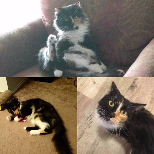 Safe Team On Twitter Missing Kitty Please Share Safe