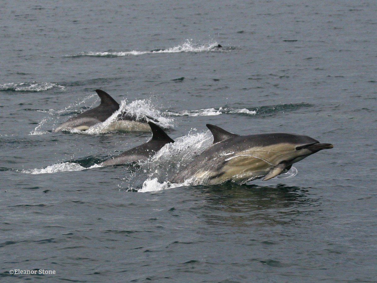 WildlifeTrusts's tweet photo. Show your support for plans that could create 41 new protected areas in our seas! Sign the #WaveOfSupport petition now: https://t.co/ijOIOCc7fP https://t.co/wgFQkEKJco