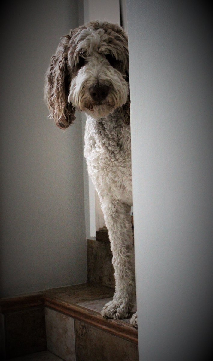 DoodleNessa's tweet photo. I didn't choose the counter surfing life, the counter surfing life chose me 🙂 https://t.co/A95qHuElZe